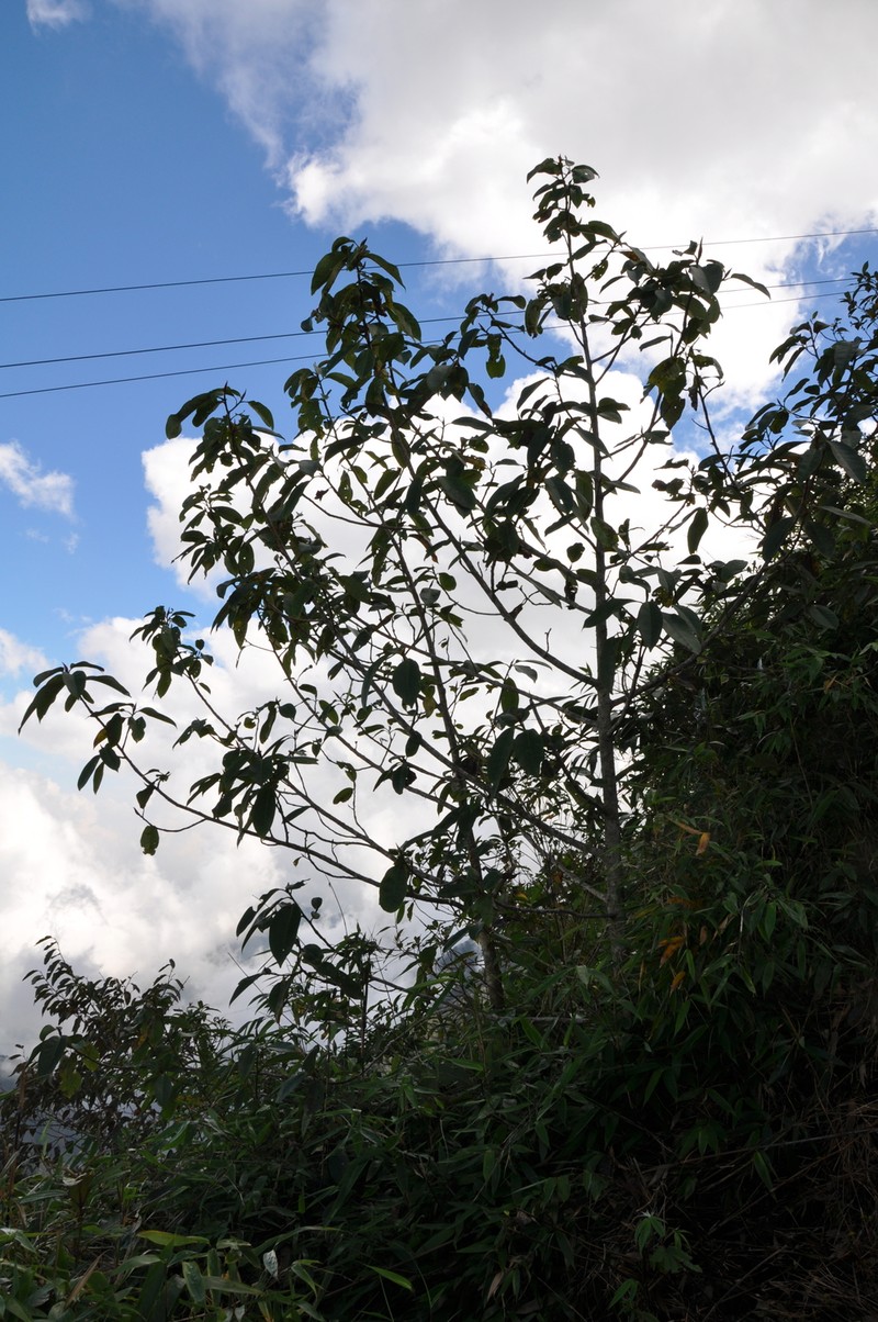 Magnolia sapaensis photo 2