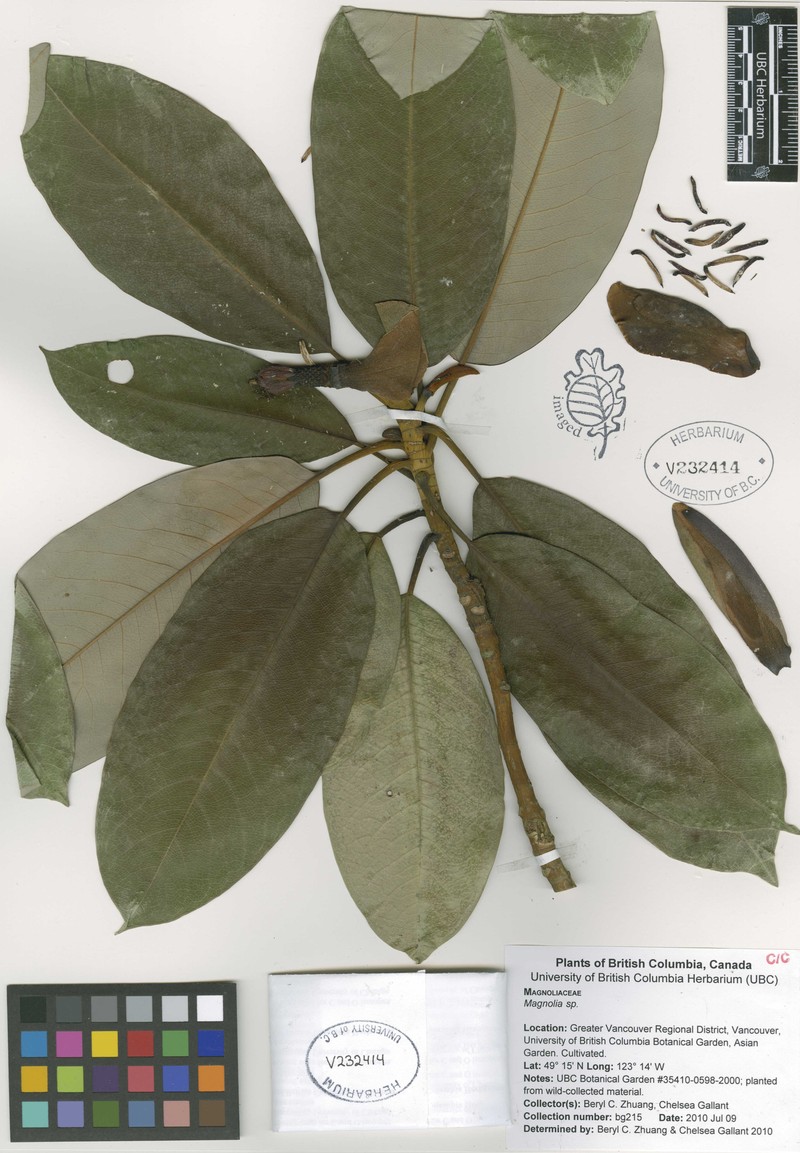 Magnolia sapaensis photo 3