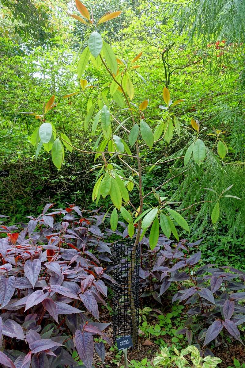Magnolia sapaensis