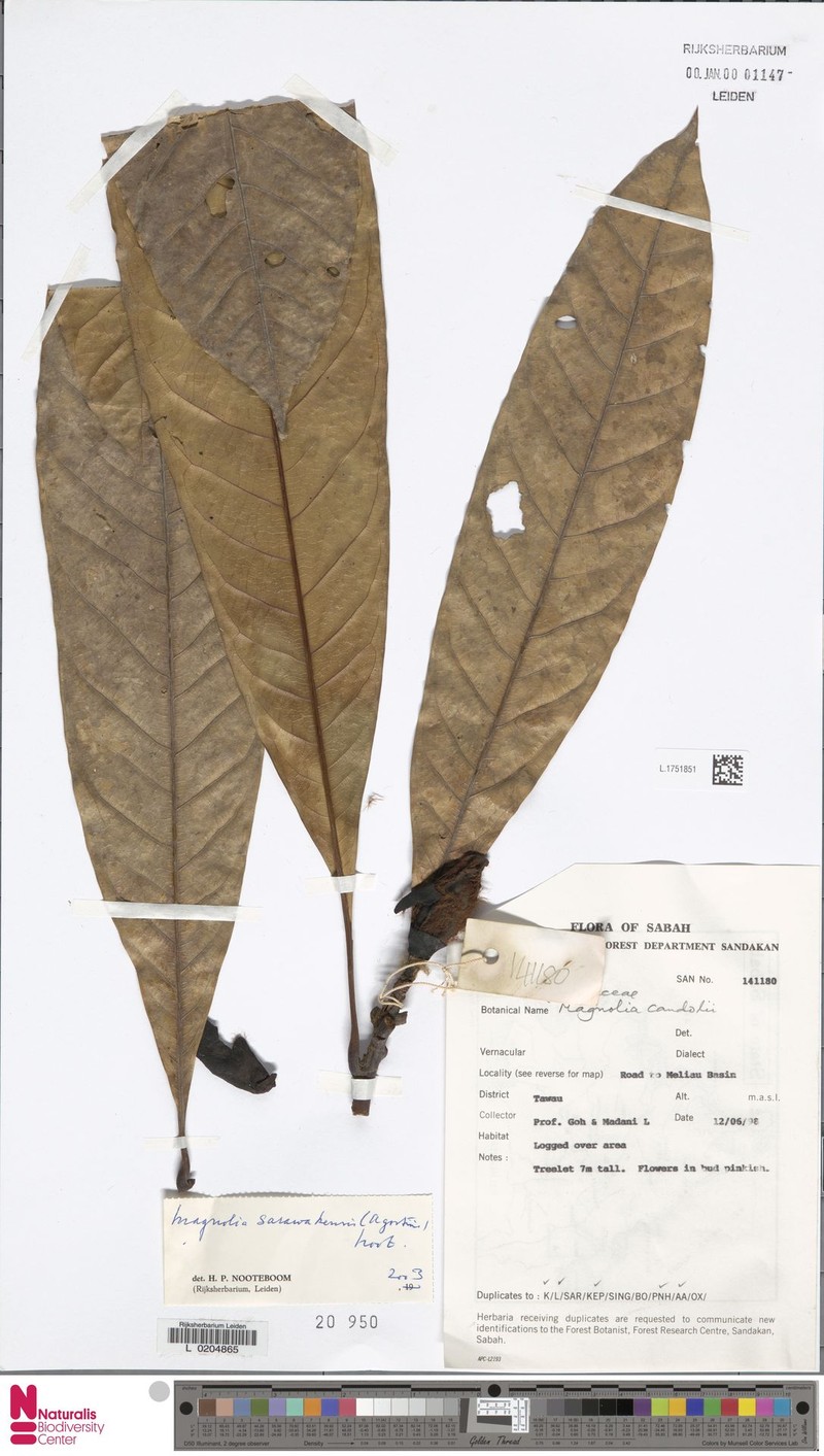 Magnolia sarawakensis