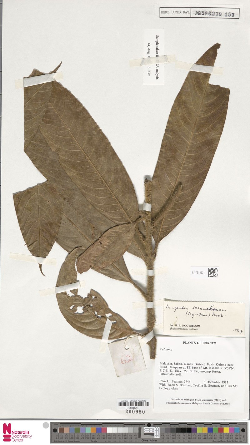 Magnolia sarawakensis photo 2