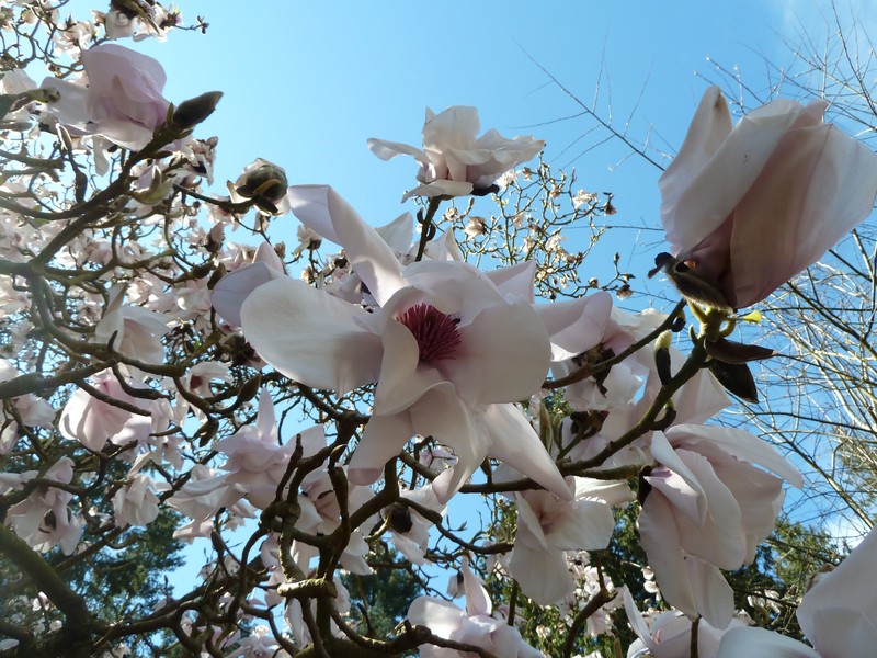 Magnolia sargentiana