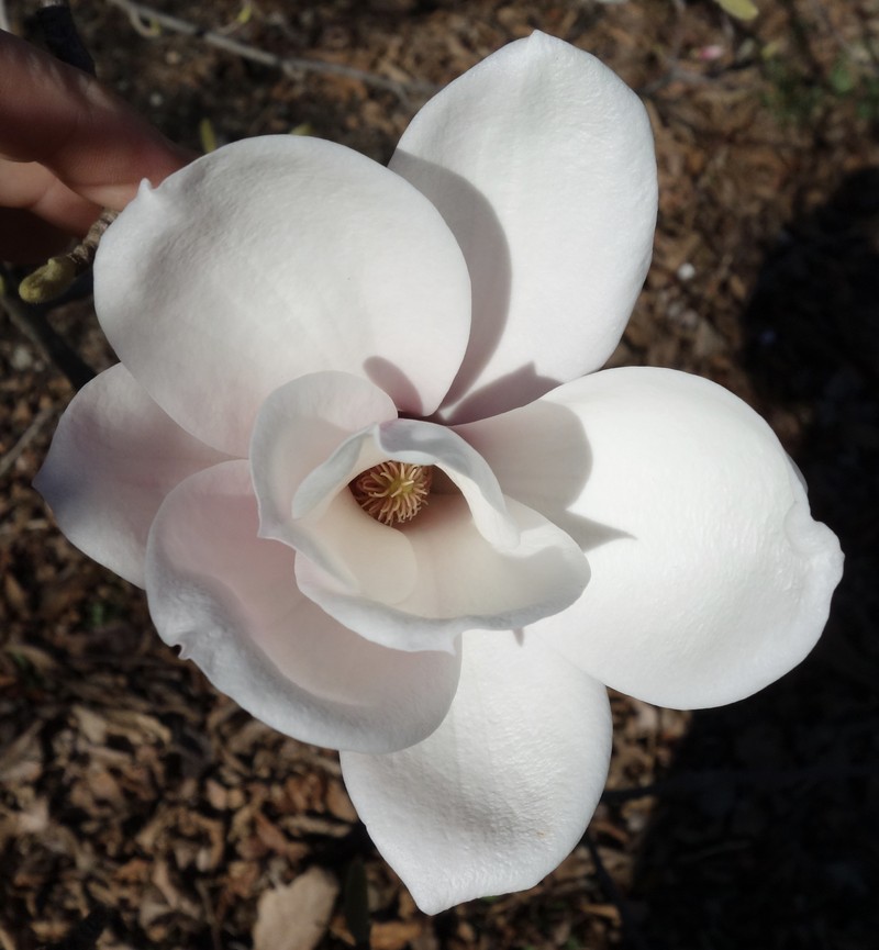 Magnolia sargentiana photo 2