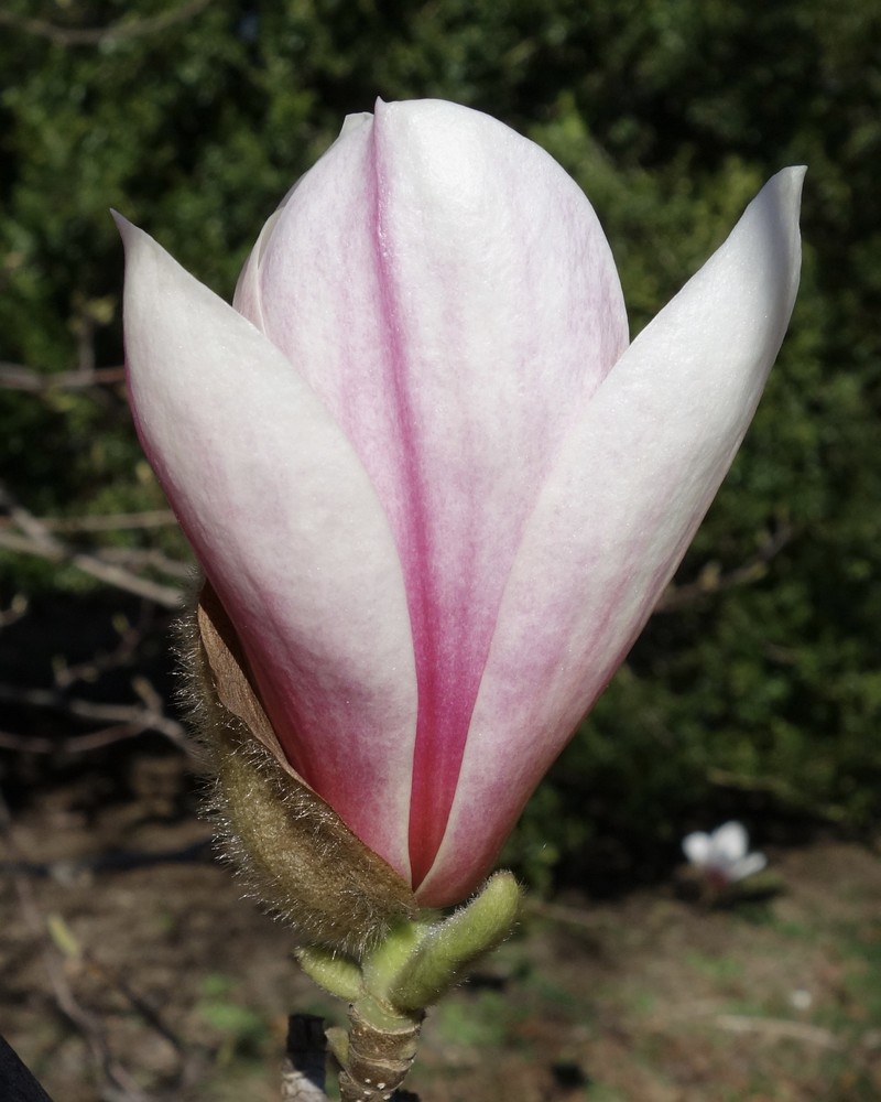 Magnolia sargentiana photo 3