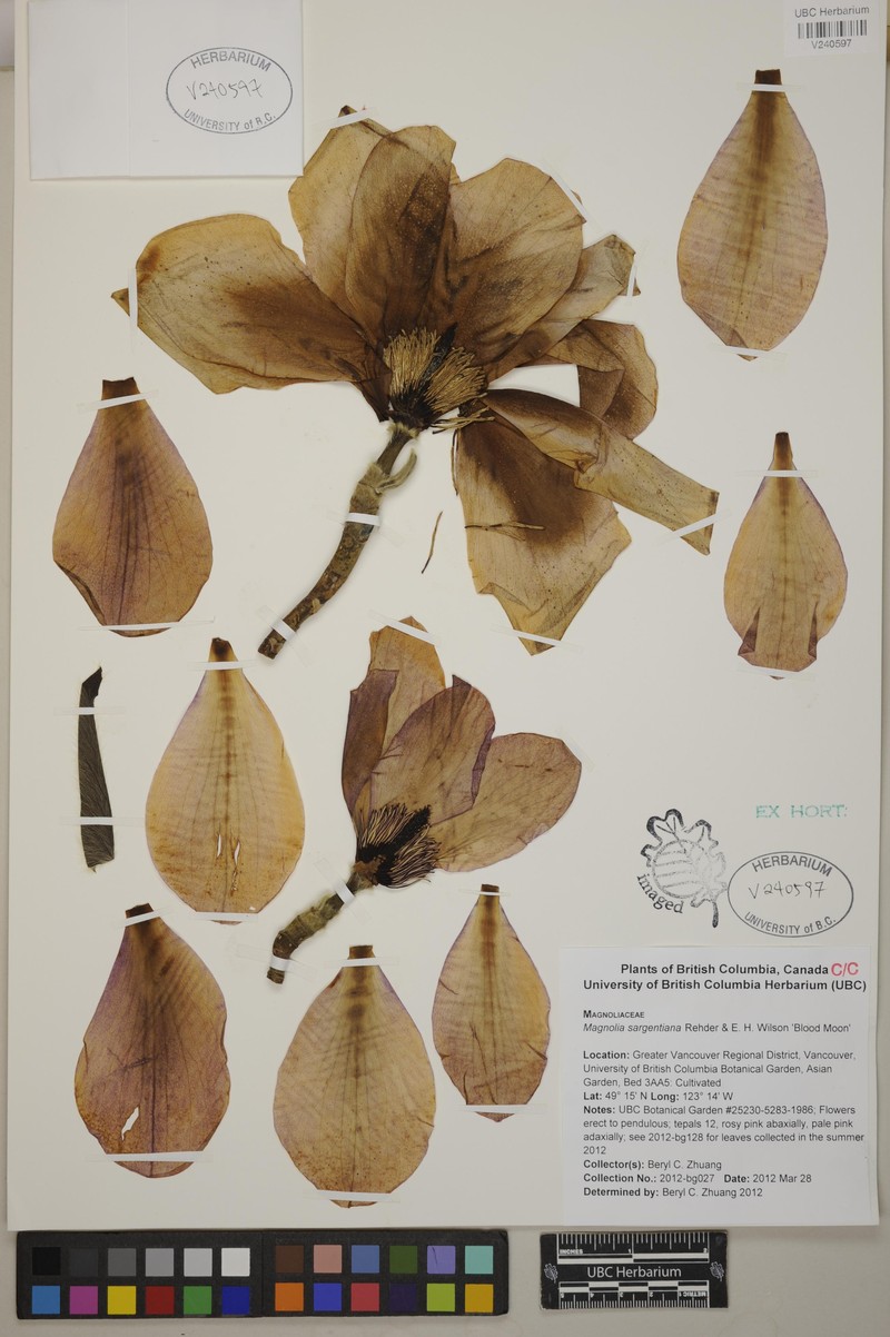 Magnolia sargentiana photo 5