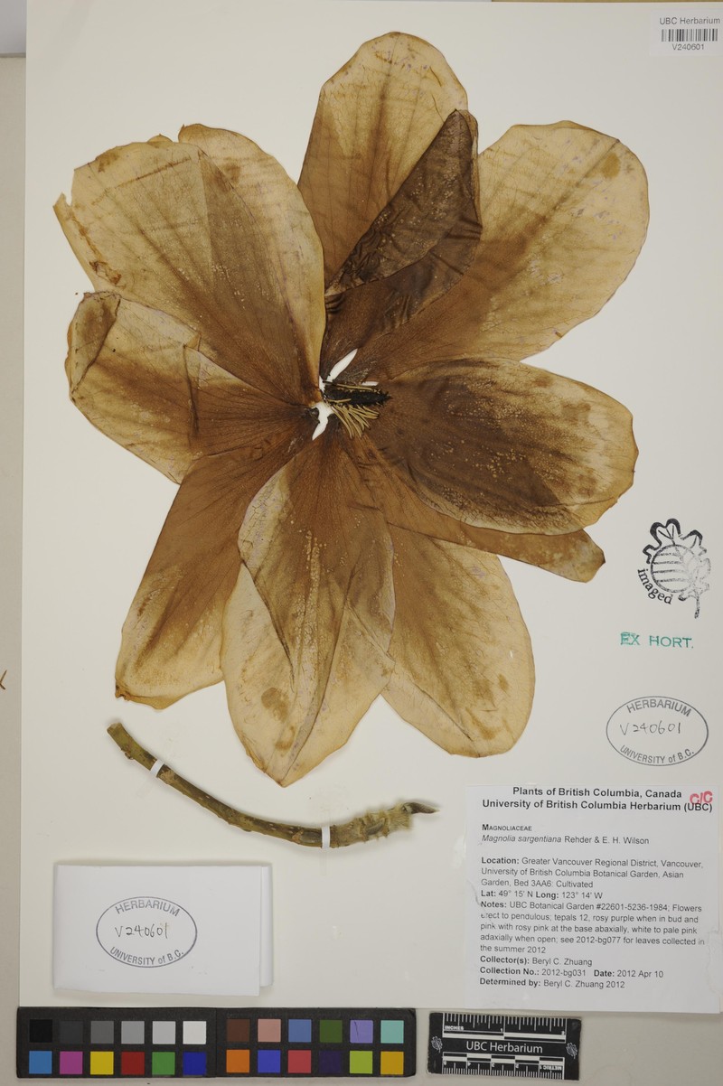 Magnolia sargentiana photo 6
