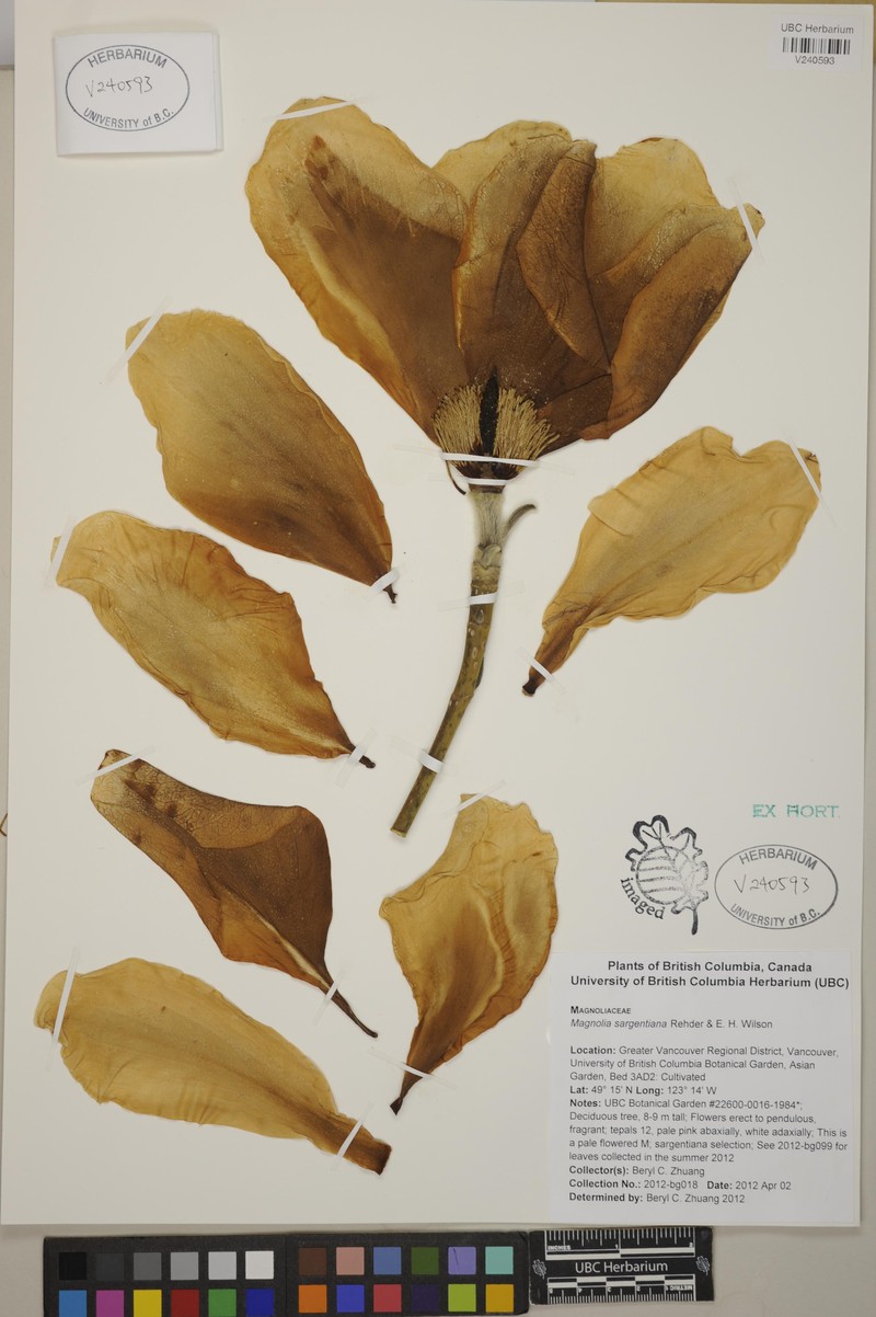 Magnolia sargentiana photo 7