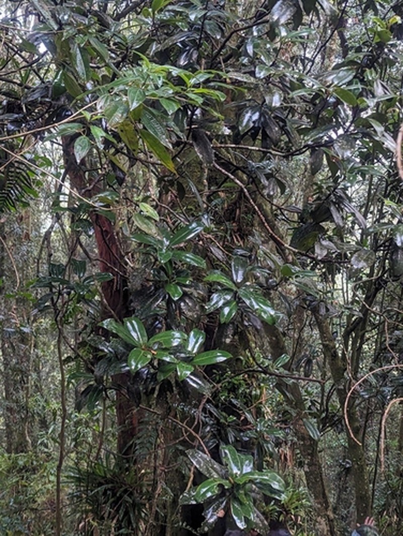 Magnolia schiedeana