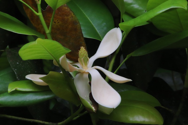 Magnolia schiedeana photo 3