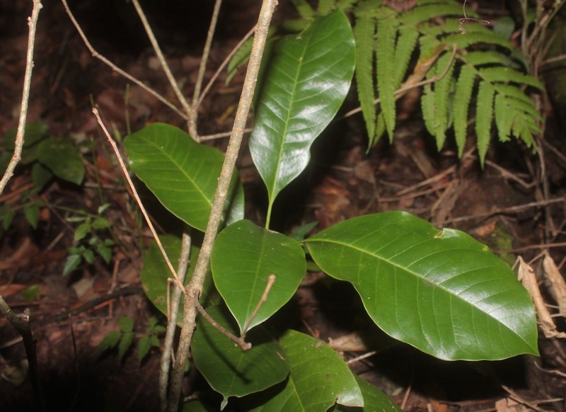 Magnolia schiedeana photo 4