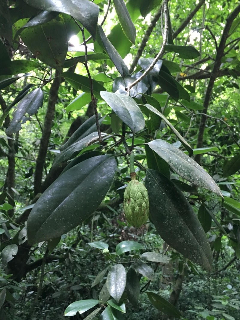 Magnolia schiedeana photo 5