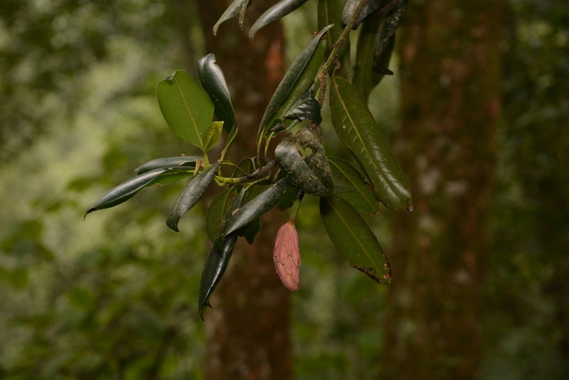 Magnolia schiedeana photo 6