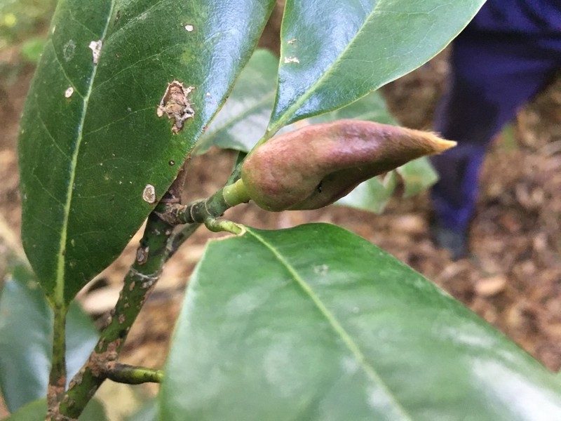 Magnolia schiedeana photo 7
