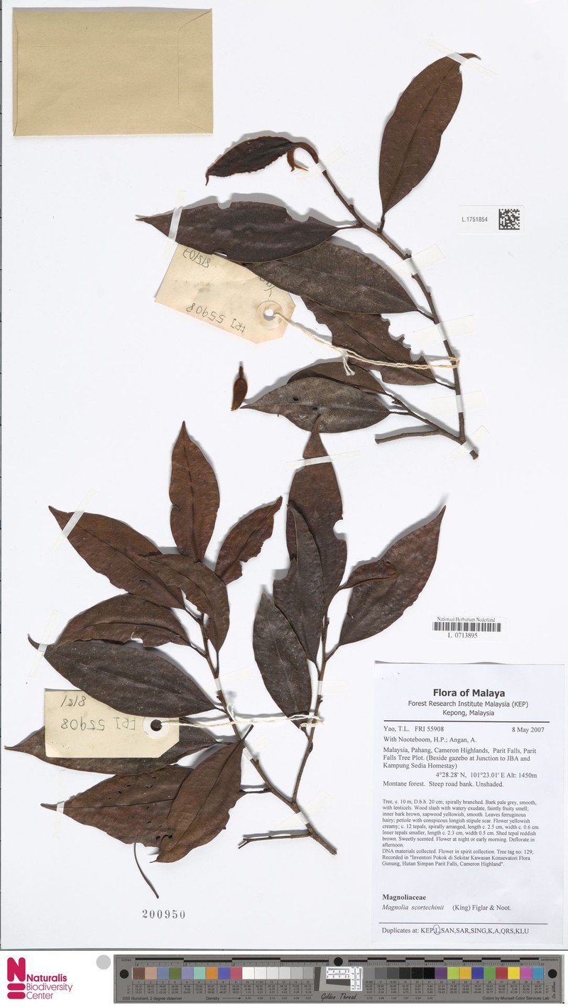 Magnolia scortechinii