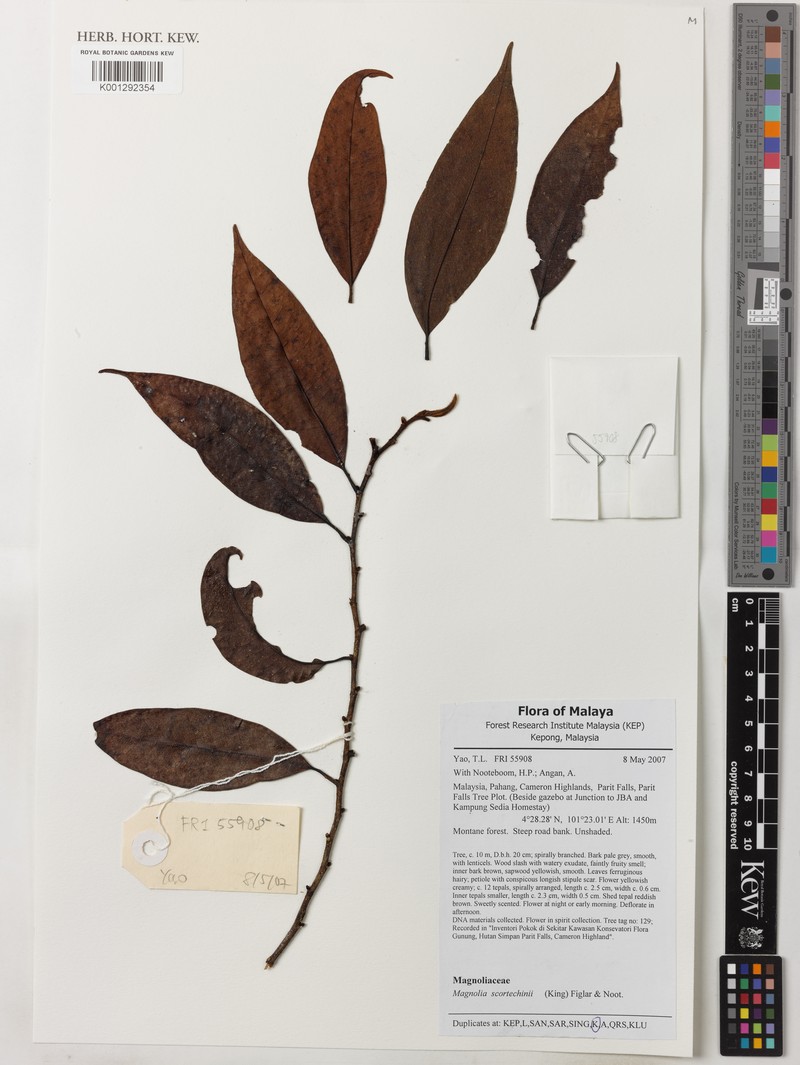 Magnolia scortechinii photo 2
