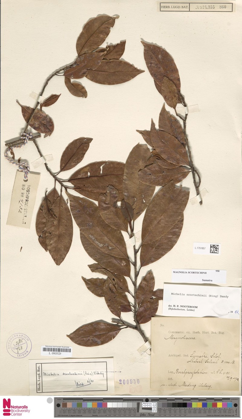 Magnolia scortechinii photo 3
