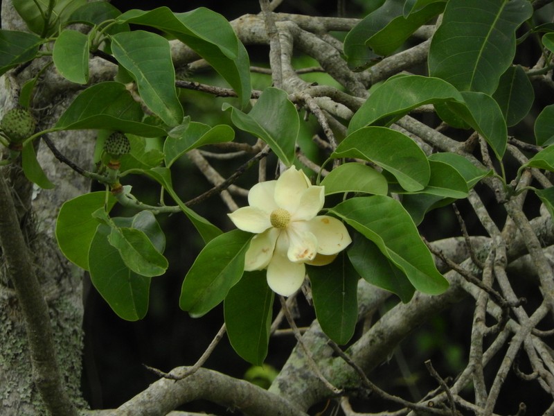 Magnolia sellowiana