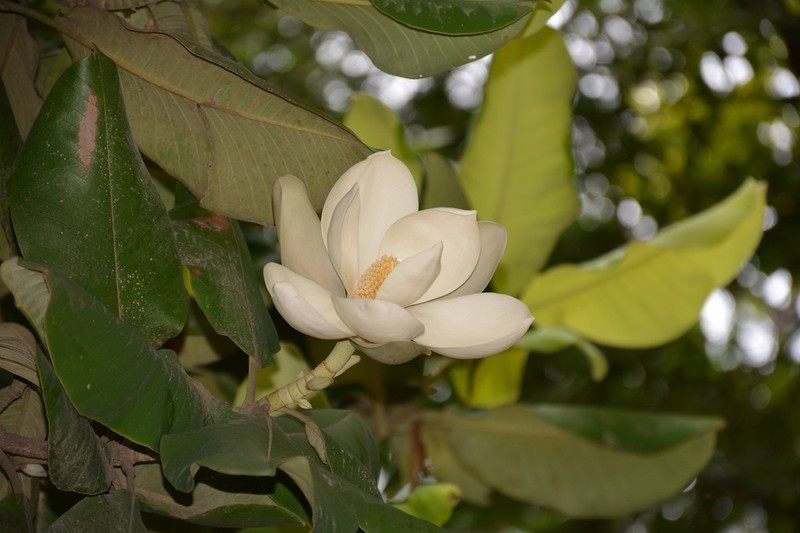 Magnolia sharpii photo 2
