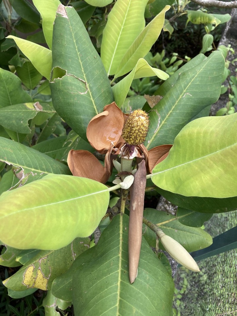 Magnolia sharpii photo 3