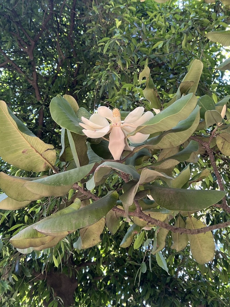 Magnolia sharpii photo 4