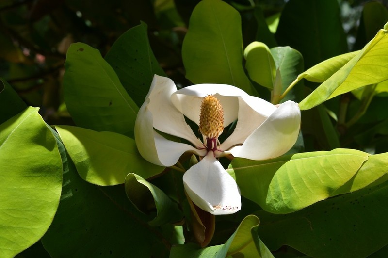 Magnolia sharpii photo 6