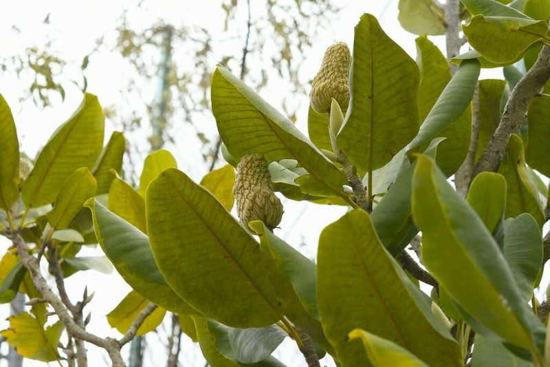 Magnolia sharpii photo 7