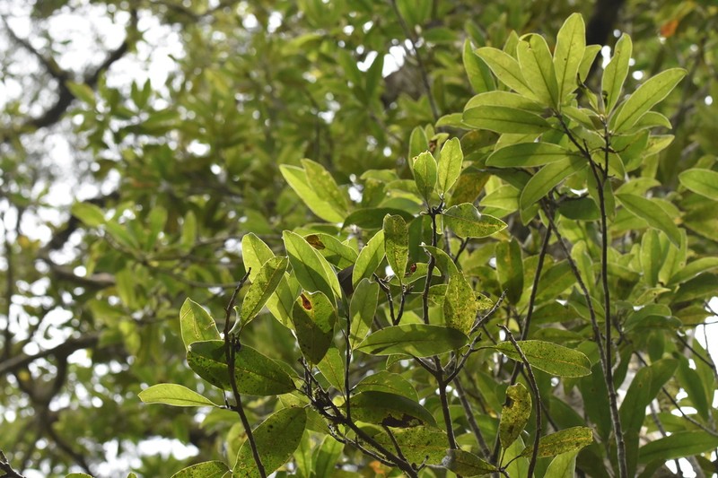 Magnolia shiluensis photo 3