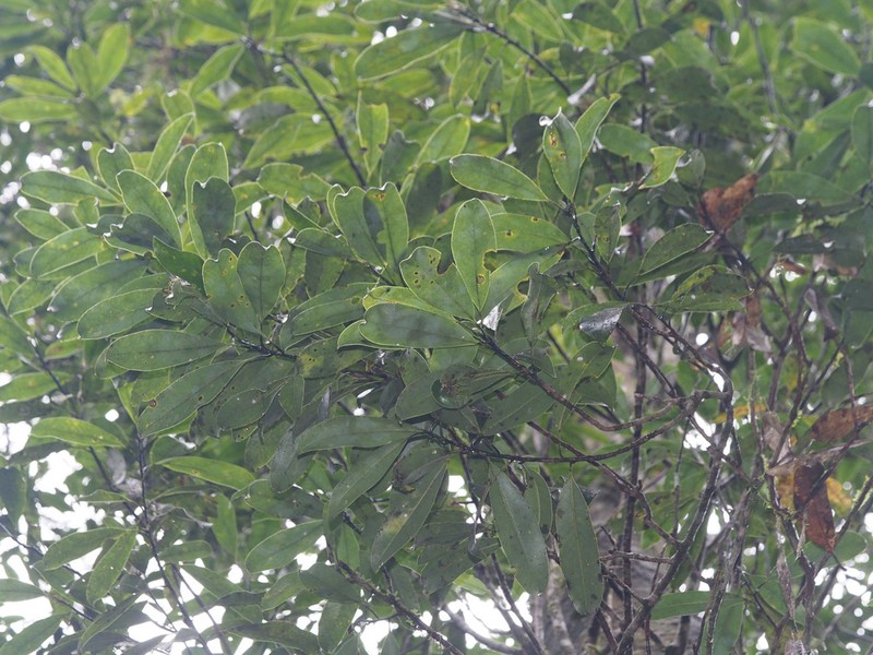 Magnolia shiluensis photo 4