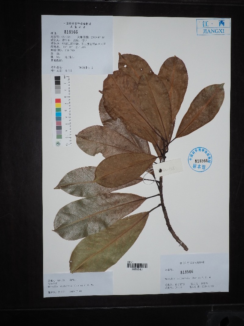 Magnolia shiluensis photo 5