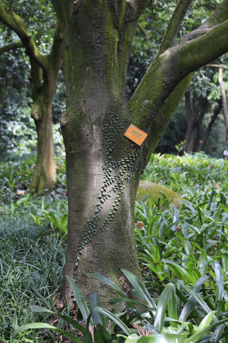 Magnolia shiluensis