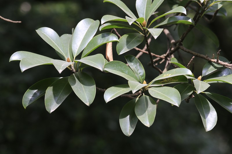Magnolia shiluensis photo 6