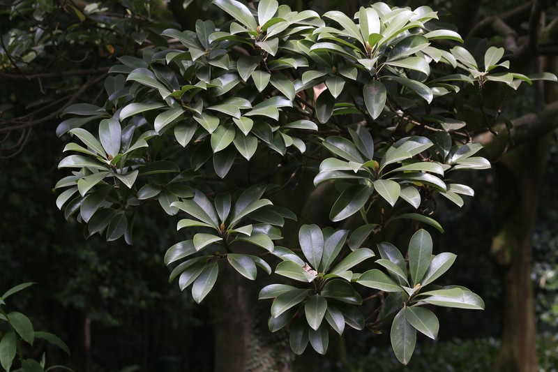 Magnolia shiluensis photo 7