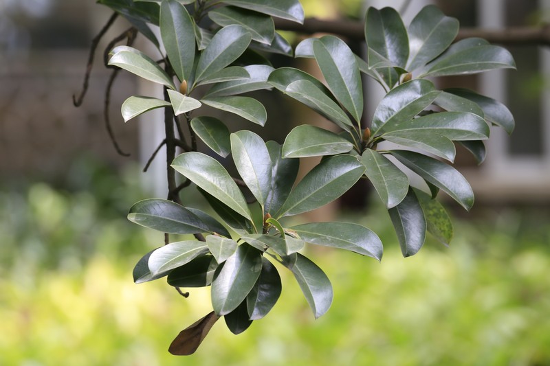 Magnolia shiluensis photo 8
