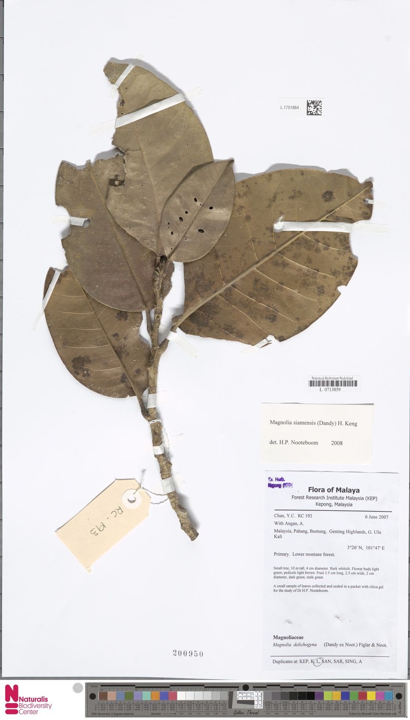Magnolia siamensis