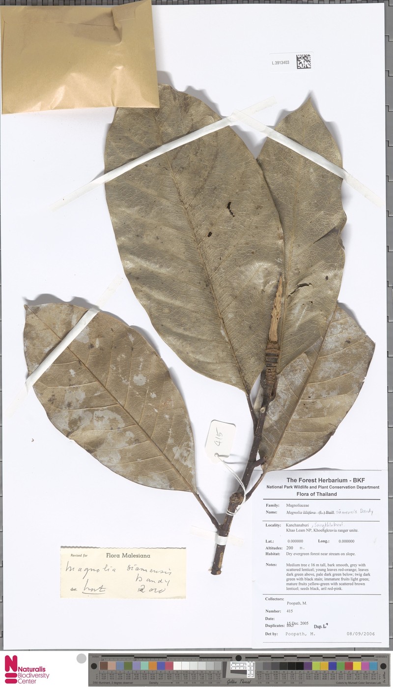 Magnolia siamensis photo 2