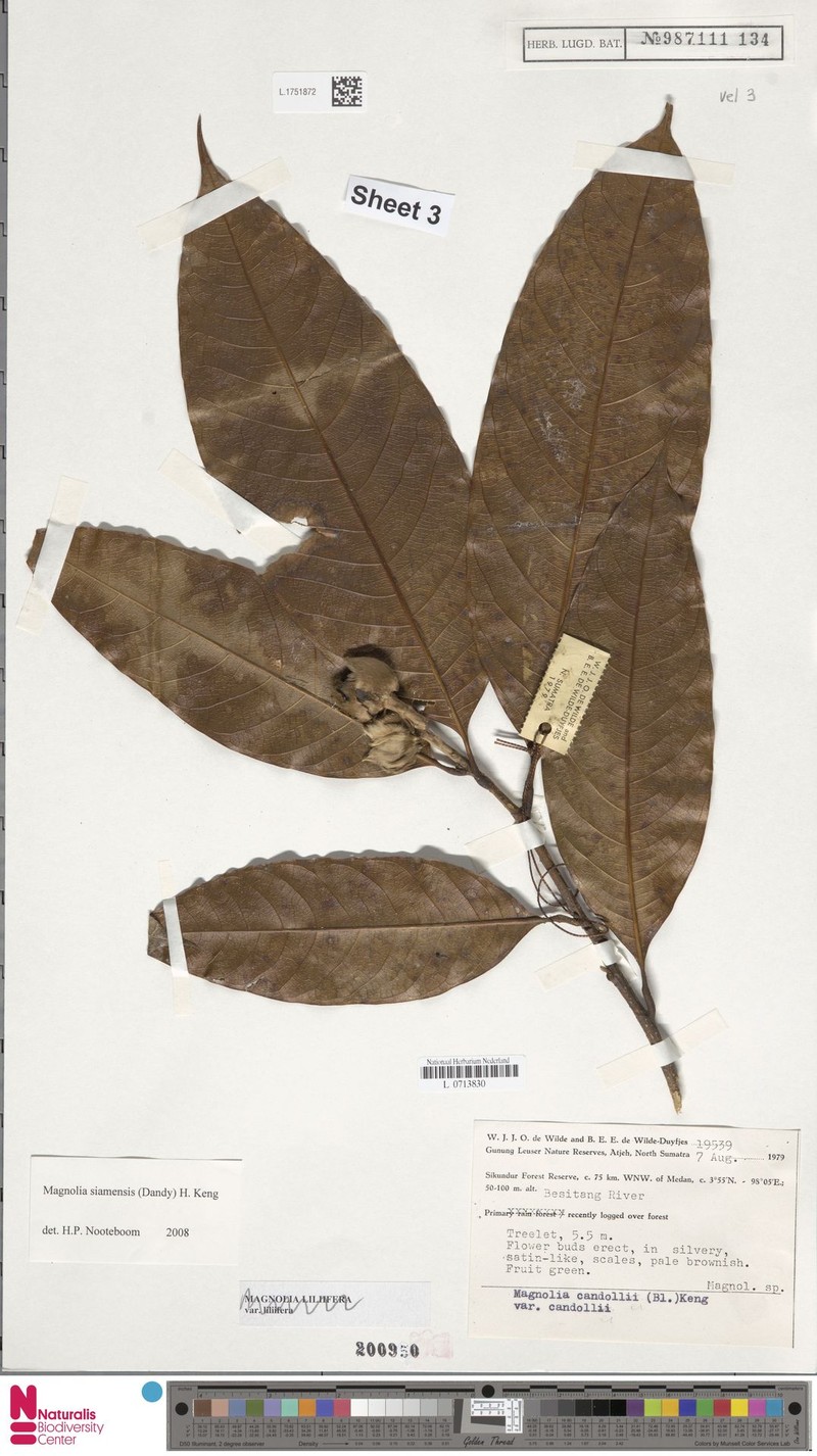 Magnolia siamensis photo 4