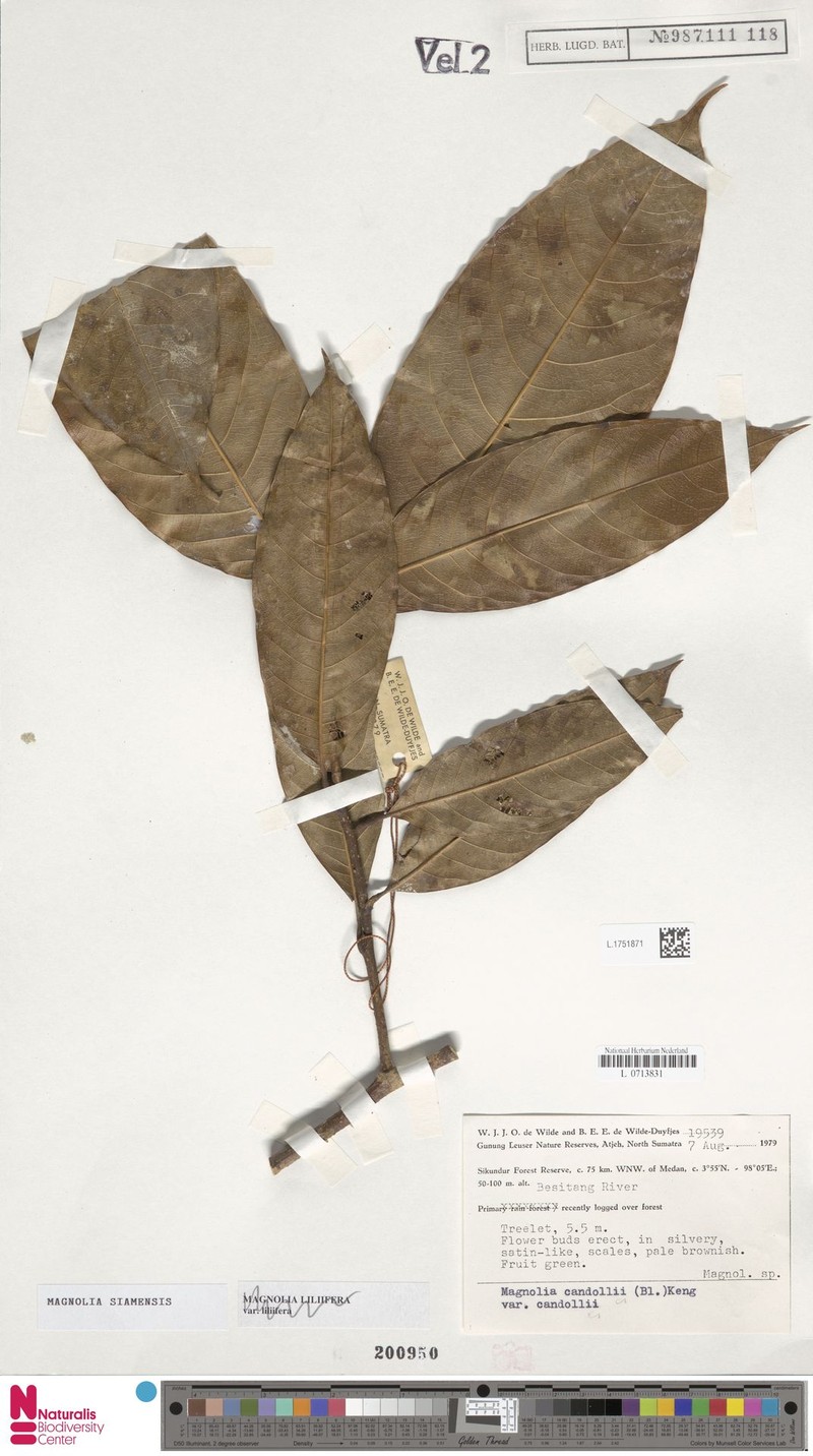 Magnolia siamensis photo 5