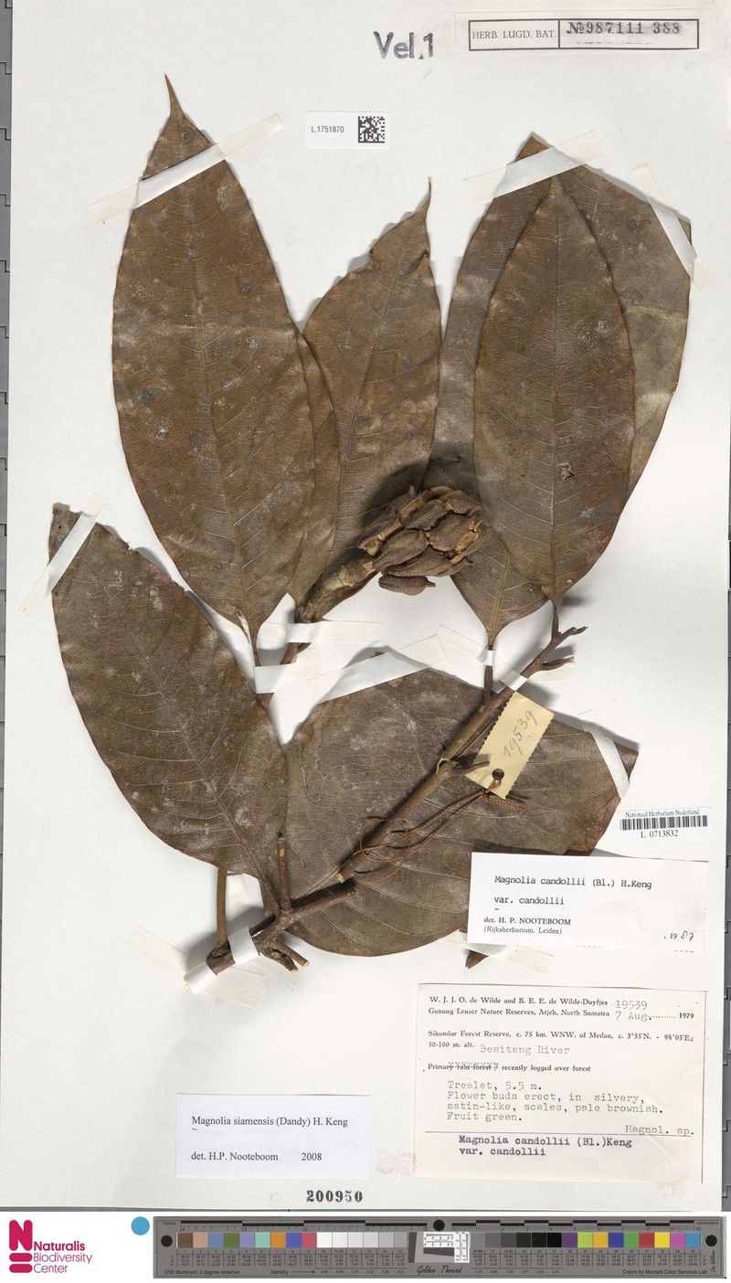 Magnolia siamensis photo 6