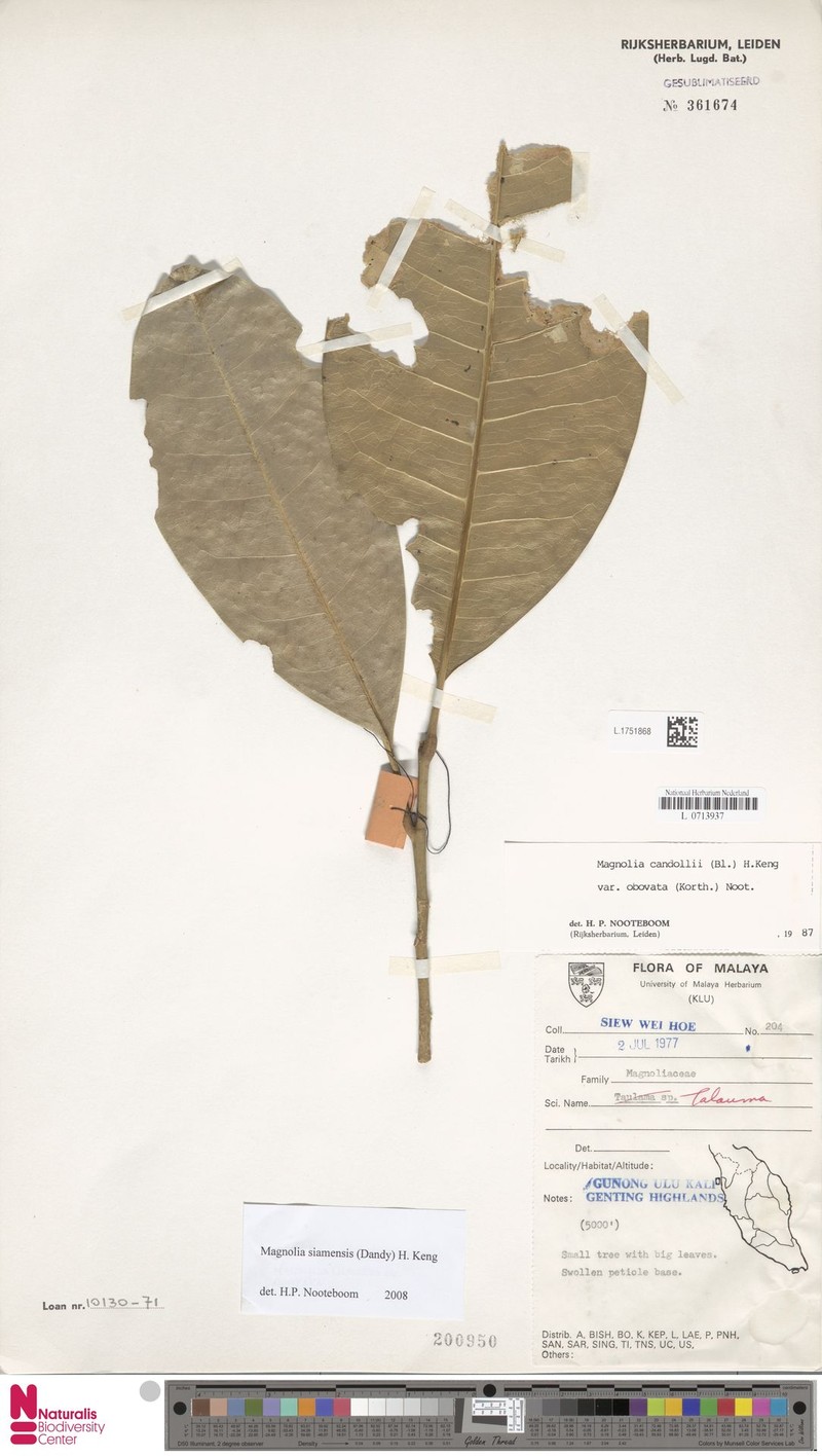 Magnolia siamensis photo 7
