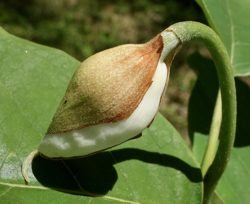 Magnolia sieboldii