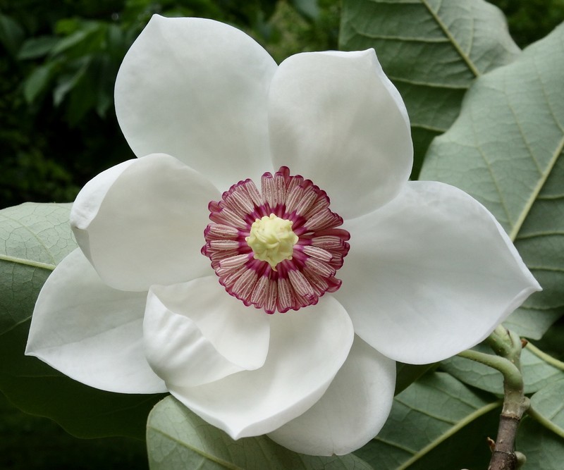 Magnolia sieboldii photo 2