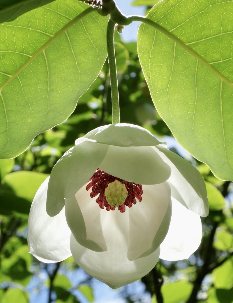 Magnolia sieboldii photo 3