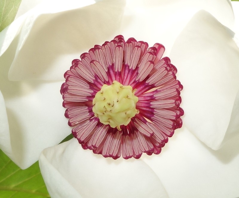 Magnolia sieboldii photo 4
