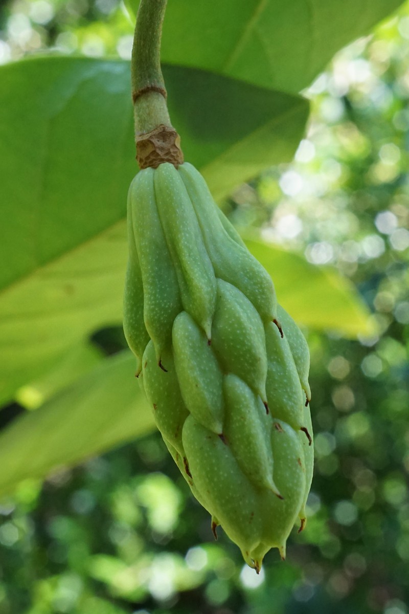 Magnolia sieboldii photo 5