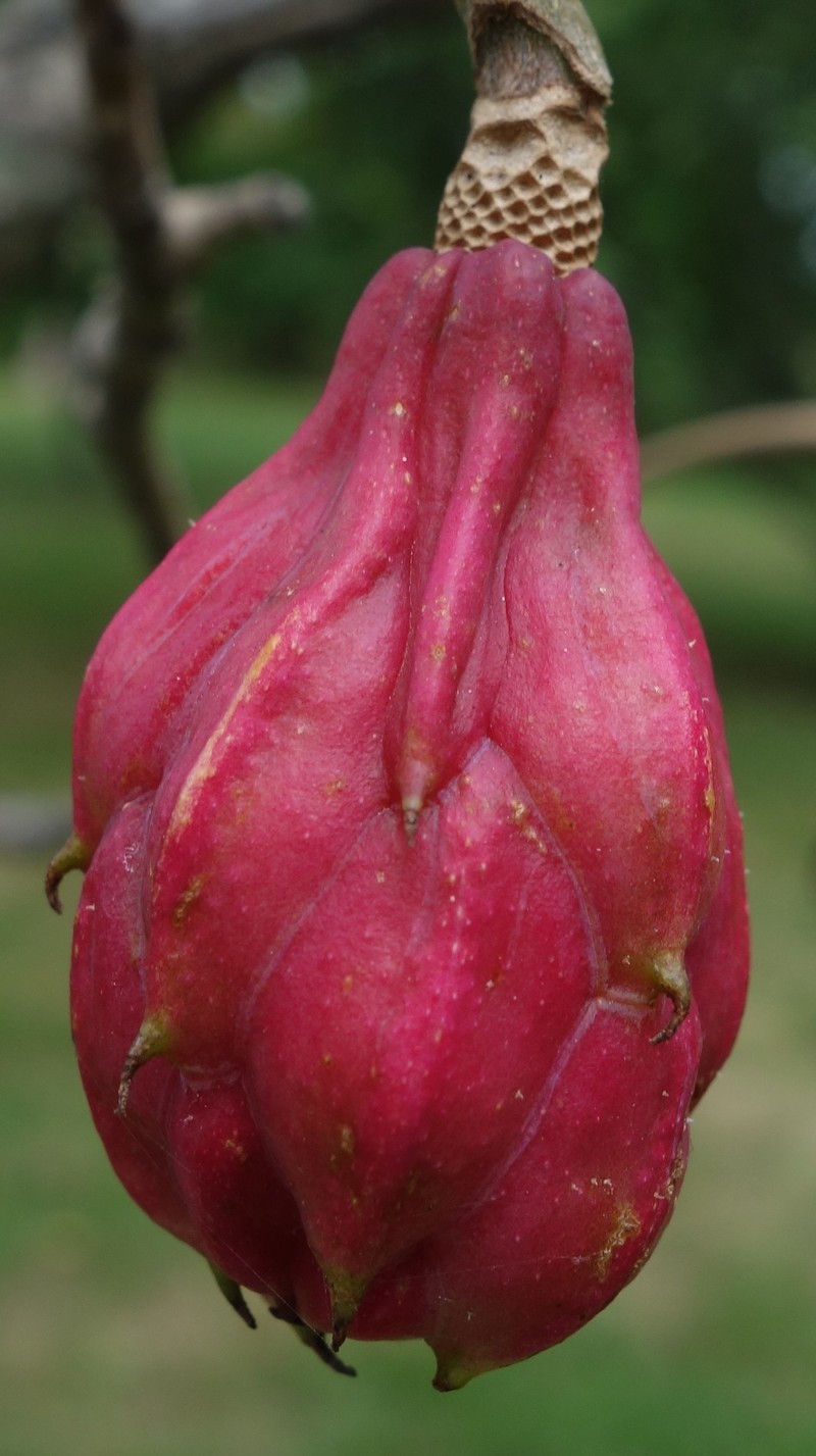 Magnolia sieboldii photo 6