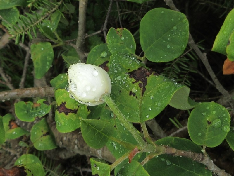 Magnolia sieboldii photo 8