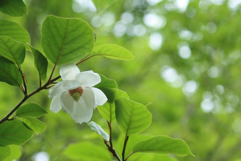 Magnolia sieboldii subsp. japonica photo 2
