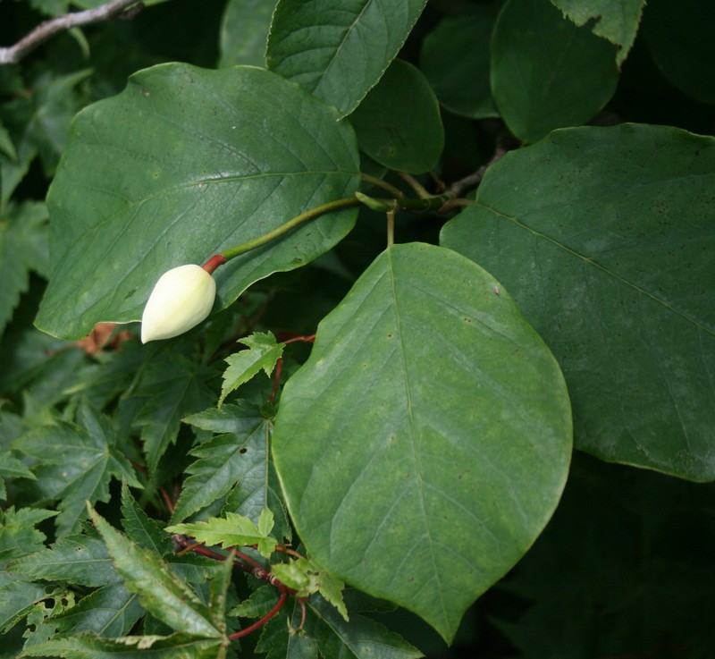 Magnolia sieboldii subsp. japonica
