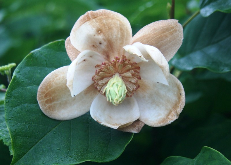 Magnolia sieboldii subsp. japonica photo 3