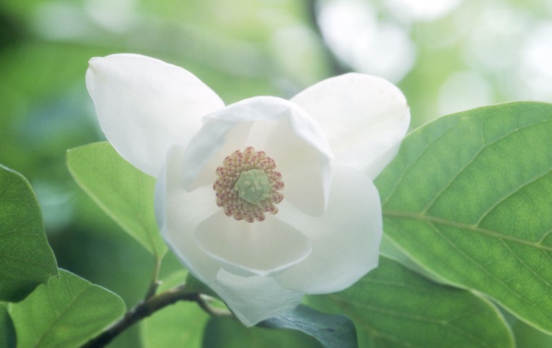 Magnolia sieboldii subsp. japonica photo 4